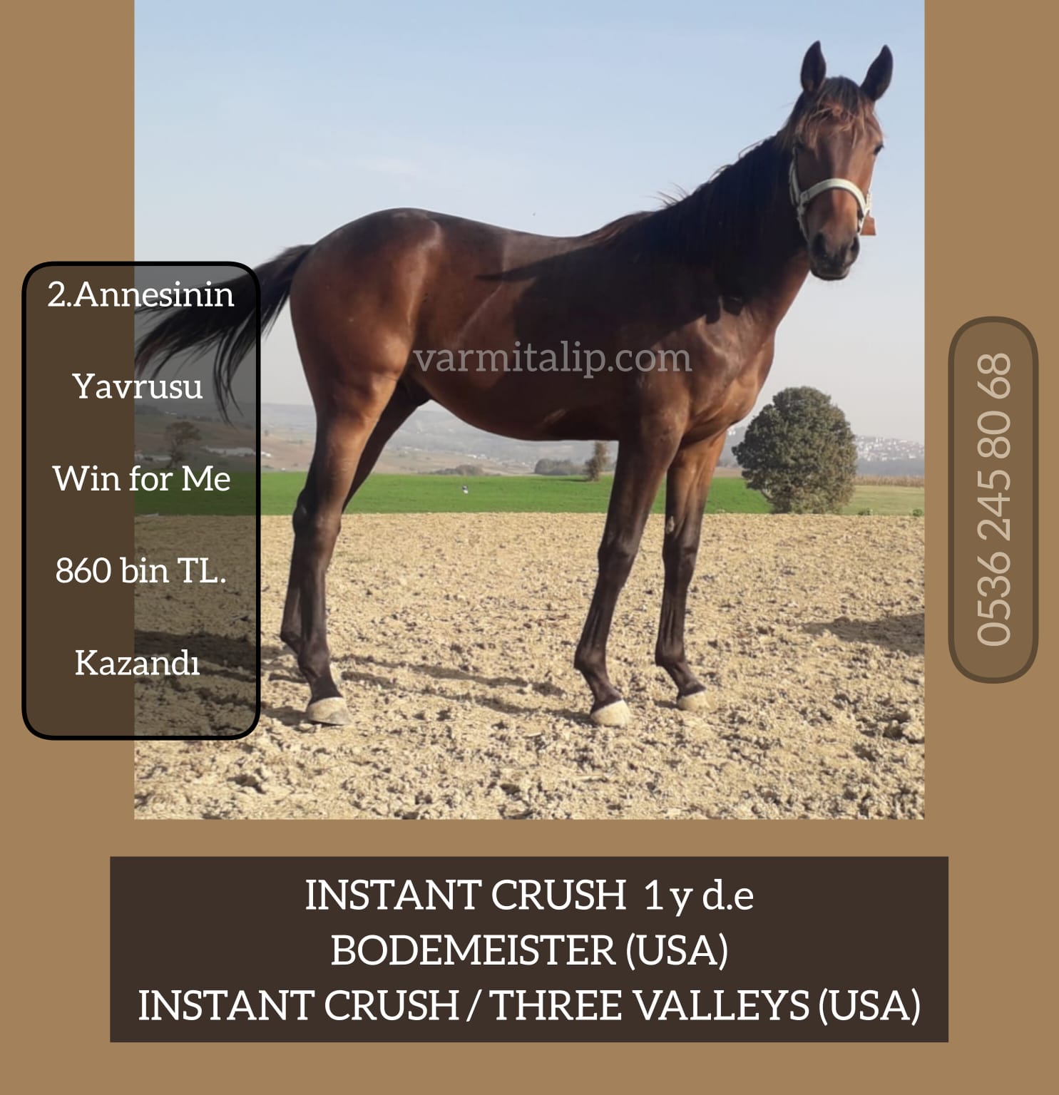 1 BUÇUK YŞ.BODEMEISTER & INSTANT CRUSH ERKEK TAYI